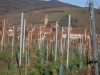 ALSACE 2013 029