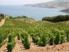Vignoble-Banyuls-en-bord-de-mer