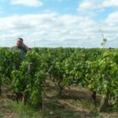 Domaine de Viaud