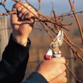 Le calendrier du vigneron
