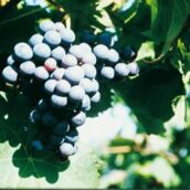 Nouvelles appellations en Touraine