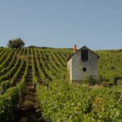 Jasnières et Coteaux du Loir