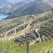 Vins de Porto