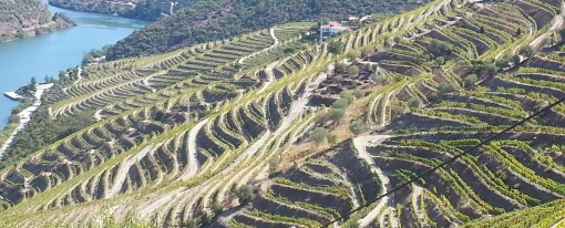 Vins de Porto
