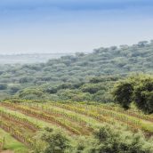 Route des vins en Alentejo au Portugal