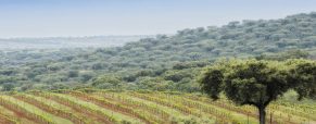 Route des vins en Alentejo au Portugal