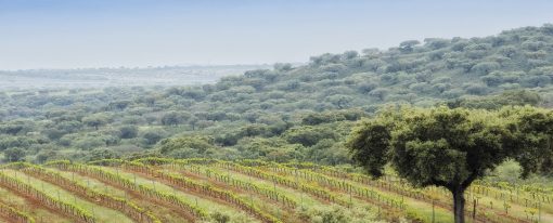 Route des vins en Alentejo au Portugal