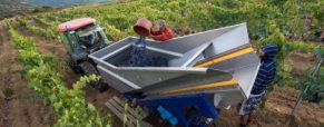 Millésime 2017 : des vendanges exceptionnellement précoces