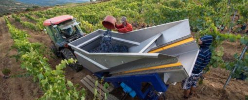 Millésime 2017 : des vendanges exceptionnellement précoces