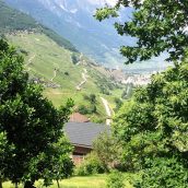 Cépage chasselas qui est tu ?
