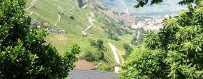 Cépage chasselas qui est tu ?