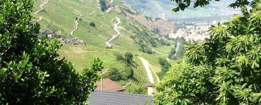 Cépage chasselas qui est tu ?