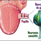 Les papilles, Préservez les, restez confinés !