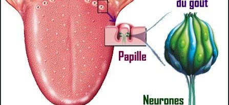 Les papilles, Préservez les, restez confinés !
