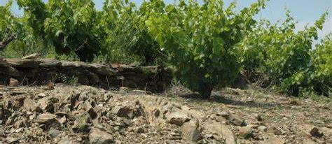 La composition des sols et sous-sols influencent le caractère des vins