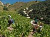 Terrasses-de-Banyuls