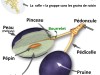 La-grappe-de-raisin-IMAGE