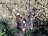 Cepage-Chardonnay-2
