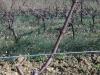 Cepage-Chardonnay