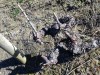 Cepage-Mauzac