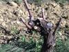 Chardonnay-VDP