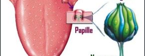 Les papilles, Préservez les, restez confinés !