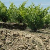 La composition des sols et sous-sols influencent le caractère des vins