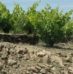 La composition des sols et sous-sols influencent le caractère des vins