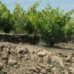 La composition des sols et sous-sols influencent le caractère des vins