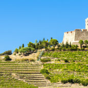 Vignoble du Languedoc-Roussillon