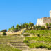 Vignoble du Languedoc-Roussillon